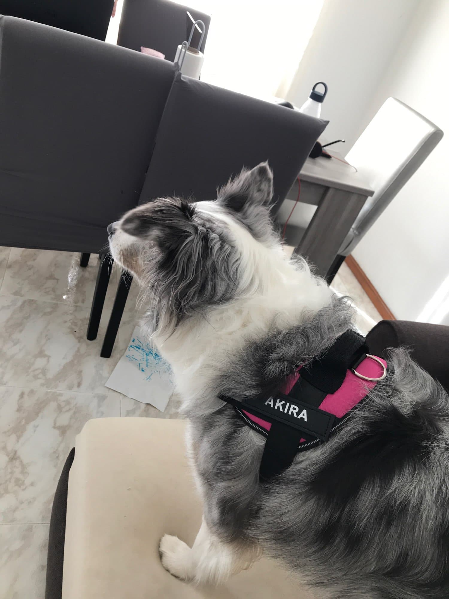 Personalized Dog Harness Reflective Breathable Vest photo review