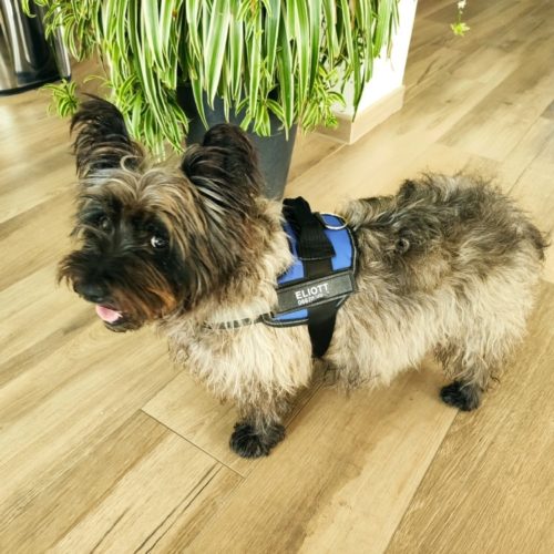 Personalized Dog Harness Reflective Breathable Vest photo review