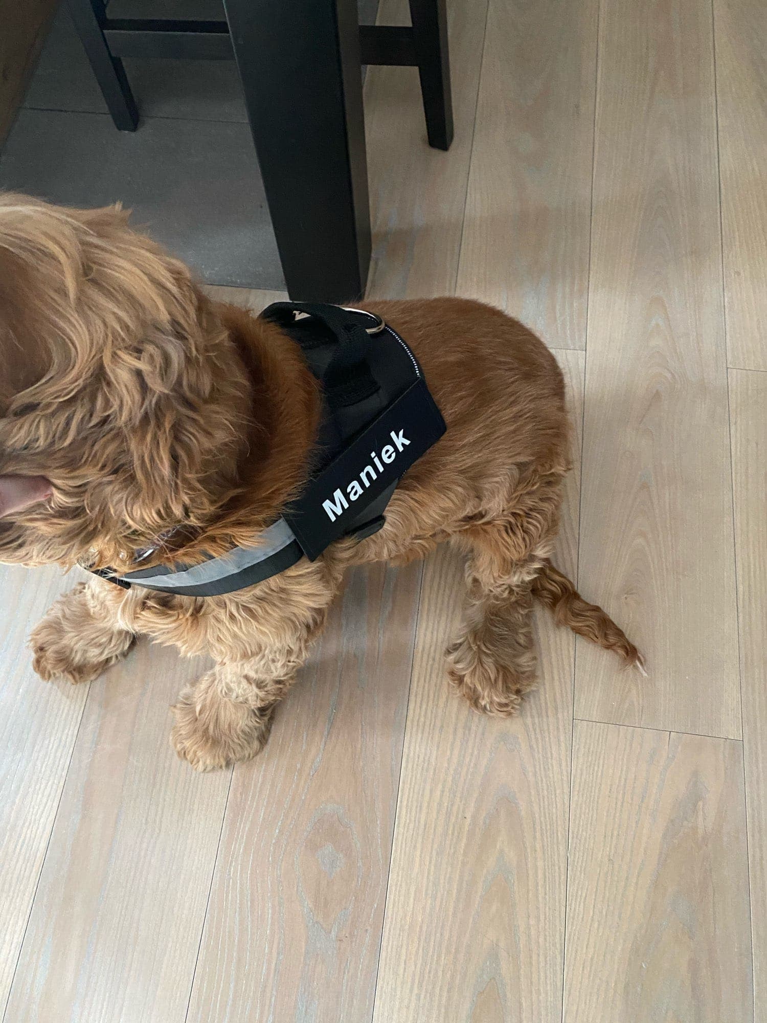 Personalized Dog Harness Reflective Breathable Vest photo review