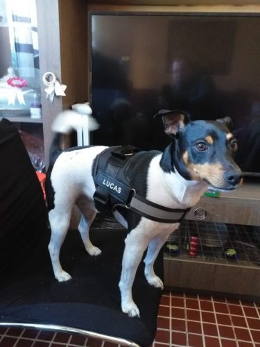 Personalized Dog Harness Reflective Breathable Vest photo review