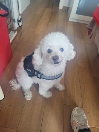 Personalized Dog Harness Reflective Breathable Vest photo review